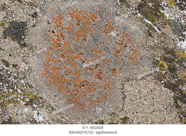 Caloplaca (Caloplaca spec.), lichen on coastal rocks of the Baltic Sea