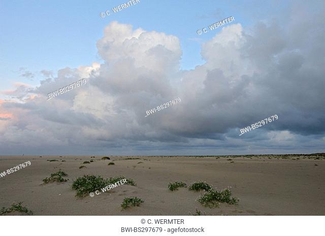 European searocket, sea rocket (Cakile maritima), beach De Hors in the morning at den Hoorn, Netherlands, Texel