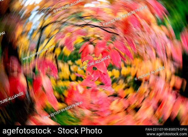 07 November 2023, Lower Saxony, Oldenburg: A sour tree with autumnal colored leaves stands in the botanical garden. (Camera was turned during the recording)...