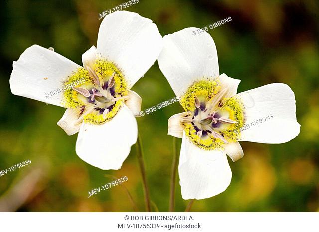 Mariposa Lily (Calochortus gunnisonii)
