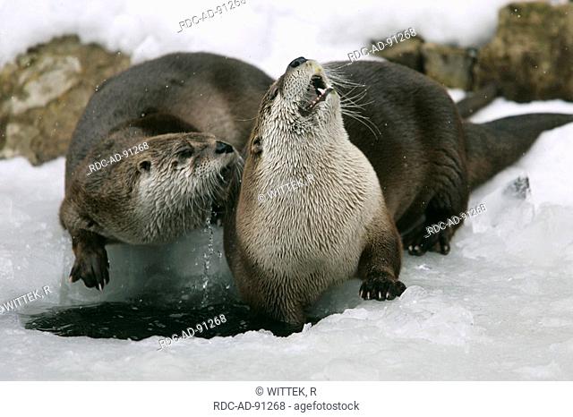 Canadian Otter at icehole Lutra canadensis