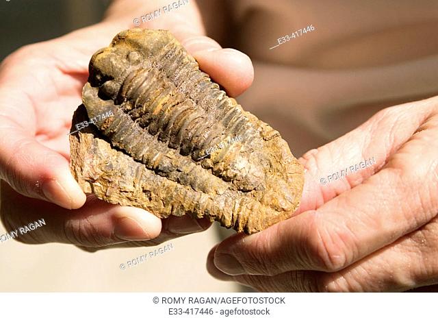 Trilobite fossil (Diacalymene ouzregui) from Alnif in the Moroccan Sahara. Trilobites are ancient sea creatures that lived millions of years ago