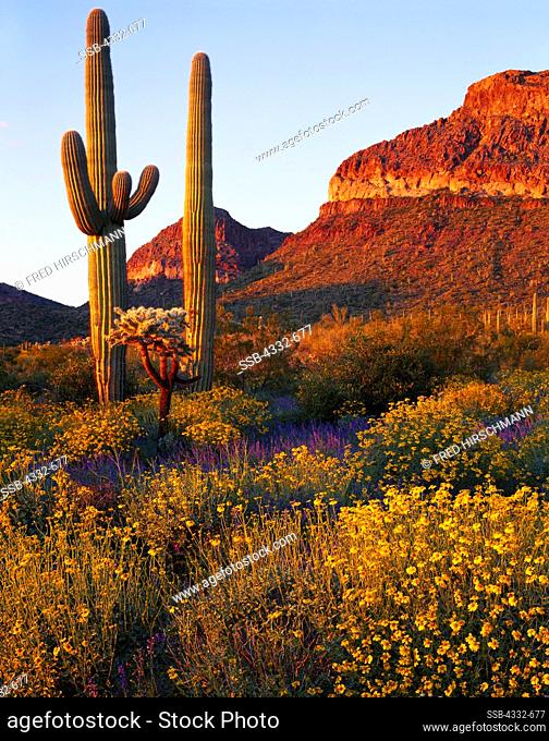 Spring bloom of brittlebushes, Encelia farinosa, and lupines, Lupinus sparsiflorus, with stately saguaros and chainfruit cholla beyond, Diablo Mts
