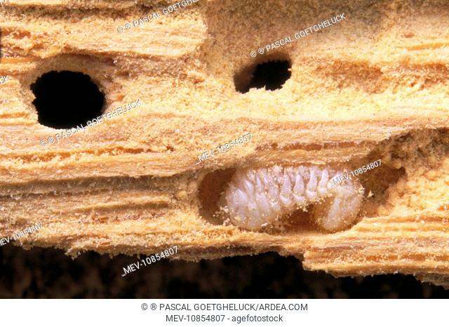 FURNITURE BEETLE LARVAE - - in wood (woodworm) (Anobium punctatum)
