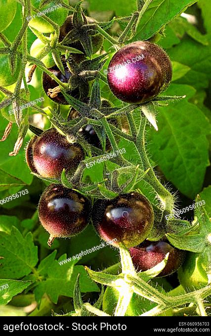 Small round purple tomatoes growing in the garden