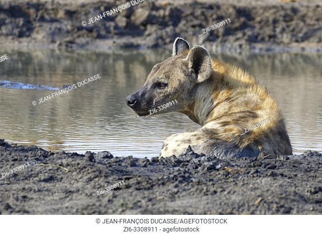 Spotted hyena (Crocuta crocuta), adult female lying in muddy water at a waterhole, alert, Kruger National Park, South Africa, Africa