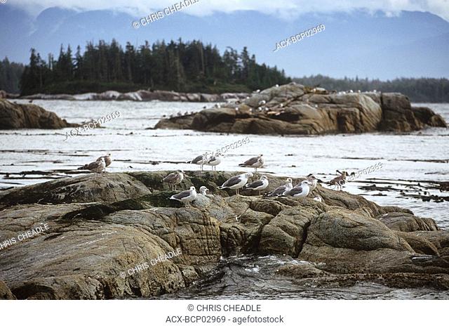 Broughton Archipelago, gulls on rocks, Vancouver Island, British Columbia, Canada