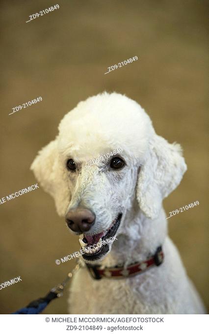 A smiling poodle is all eyes for his owner