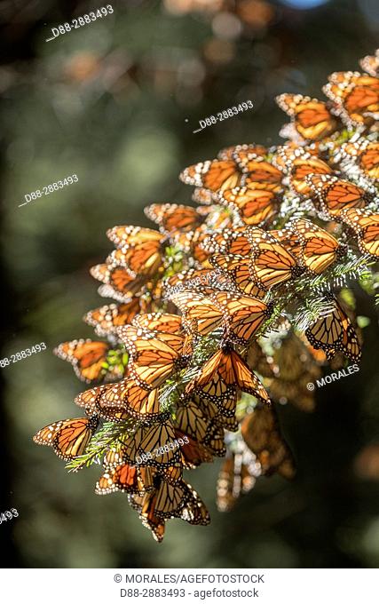Central America, Mexico, State of Michoacan, Angangueo, Reserve of the Biosfera Monarca El Rosario, monarch butterfly (Danaus plexippus)