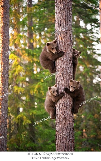 Four cubs uploaded to a tree, Ursus arctos arctos, European brown bear, Martinselkonen Nature Park, region of Kainuu, Finland, Scandinavia, Europe