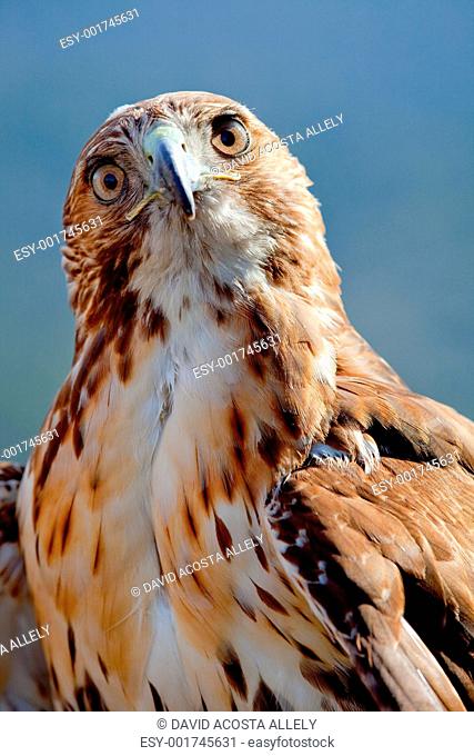 Eagle of red tail Buteo jamaicensis