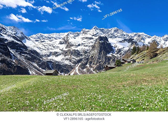 Spring view of the Alp Otro during the crocus blooming (Alp Otro, Alagna Valsesia, Vercelli province, Piedmont, Italy, Europe)