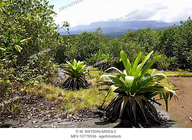 Bromeliad species. Venezuela (Brocchinia sp.)