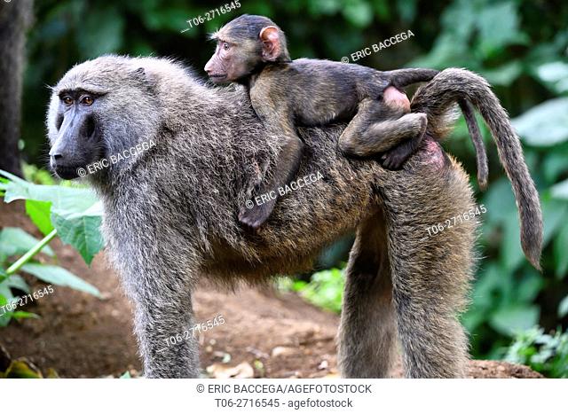 Olive baboon mother carrying young on back (Papio cynocephalus anubis) Virunga National Park, North Kivu, Democratic Republic of Congo, Africa