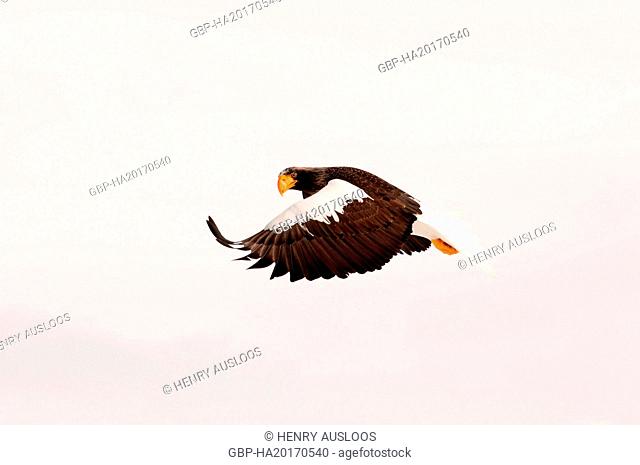 Steller's eagle, Haliaeetus pelagicus (Pygargue de Steller) Russia