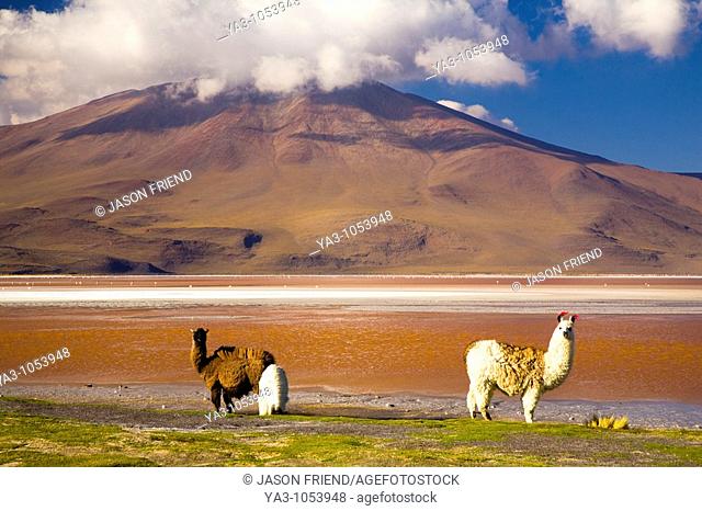 Bolivia, Southern Altiplano, Laguna Colorada  Llamas near the Laguna Coloroda otherwise know as the coloured lake