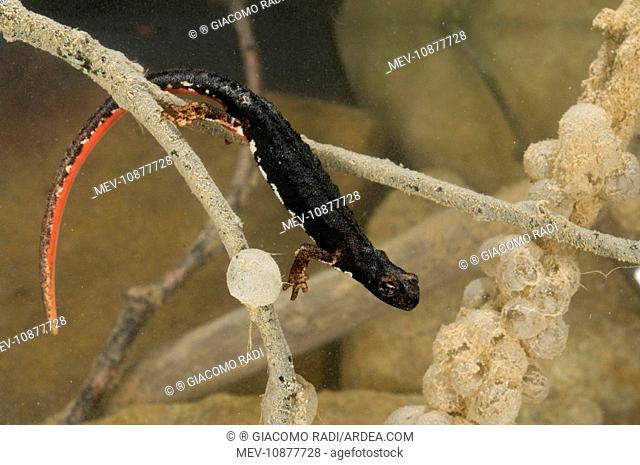 Spectacled Salamander - in water with eggs (Salamandrina perspicillata). Italy