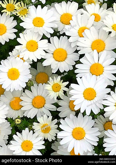 Daisy flowers