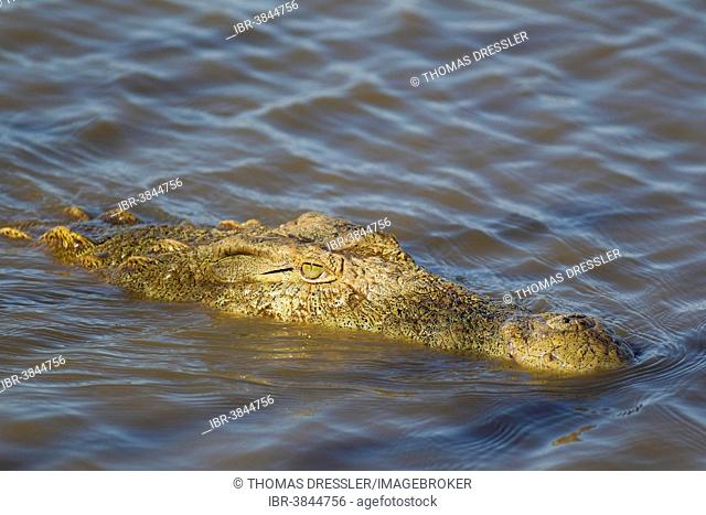 Nile Crocodile (Crocodylus niloticus), Sunset Dam, Kruger National Park, South Africa