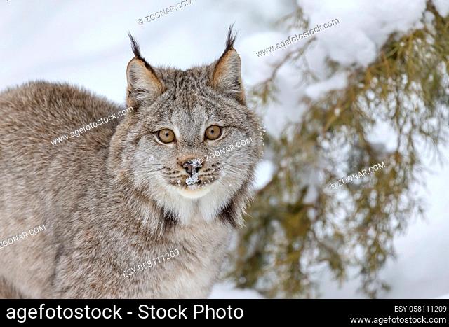 A bobcat hunts for prey in a snowy forest habitat