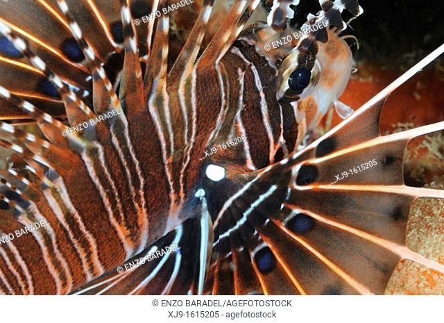 Lion fish in Borneo