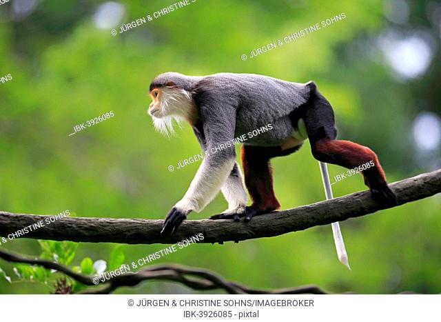 Douc Langur or Red-shanked Douc (Pygathrix nemaeus), male, on tree, Asia