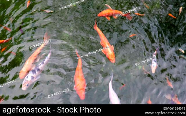 Royal carp in the pond. Japanese koi in water top view. Brocade carp in the water. Sacred fish. Decorative domesticated fish bred from the Amur subspecies