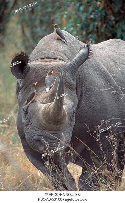 Black Rhinoceros and Red-billed Oxpecker Masai Mara Game Reserve Kenya Diceros bicornis Buphagus erythrorhynchus