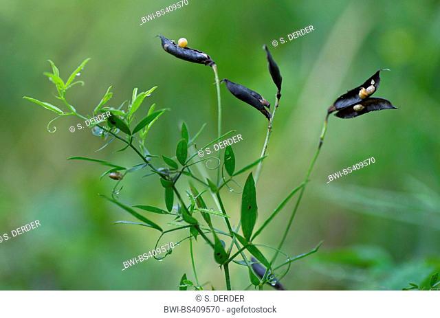 meadow peavine, meadow vetchling, yellow vetchling (Lathyrus pratensis), with open fruits, Germany, Bavaria, Oberbayern, Upper Bavaria