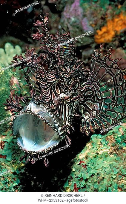 Merlet's scorpionfish, Rhinopias aphanes, Pacific Ocean Coral Sea, Australia