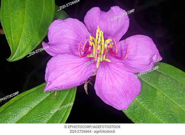 Melastoma malabathricum, , a large shrub which grows along streams. It flowers almost throughout the year. Known also as Malabar melastome