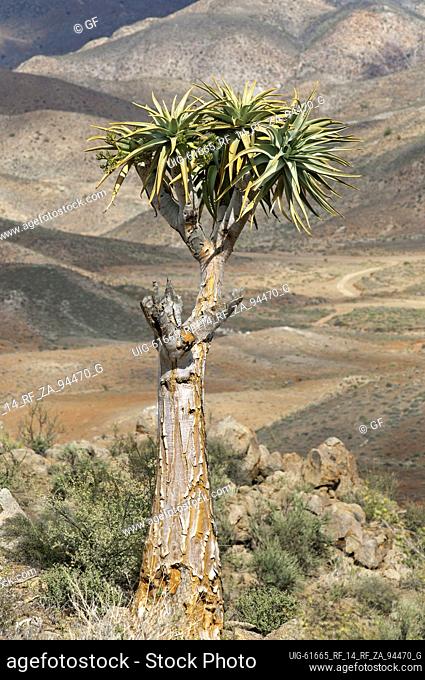 Mountain scenery with Aloe pillansi (Giant Quiver Tree) in the forground, Richtersveld Transfrontier National Park, South Africa