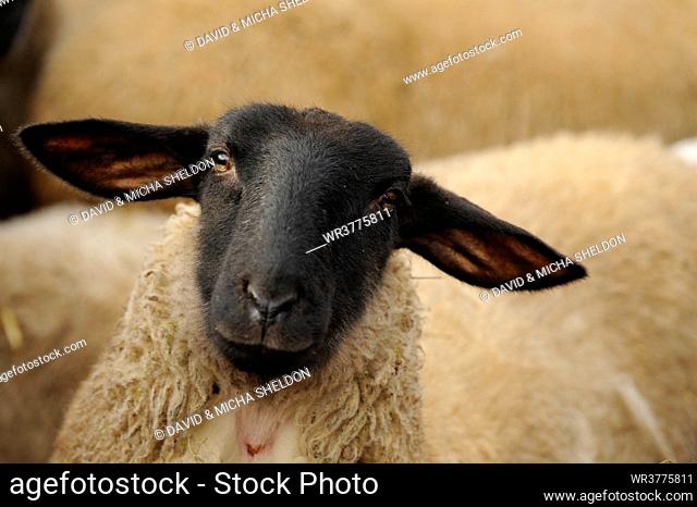 Suffolk sheep, portrait