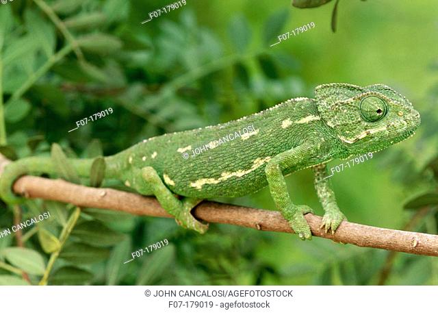 Chameleon (Chamaeleo chamaeleon), female. Spain
