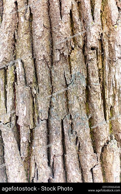 Bark of oak. Seamless Tileable Texture. background