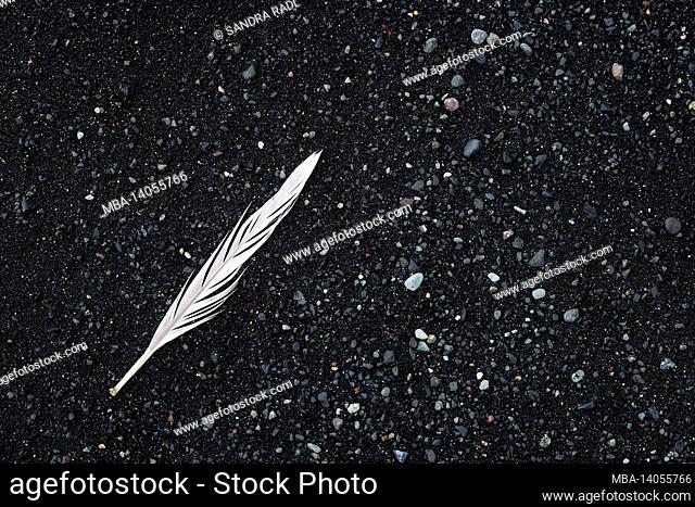 feather on black beach, iceland