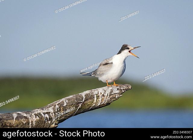 Common Tern (Sterna hirundo) juvenile perched on branch. Nemunas Delta. Lithuania