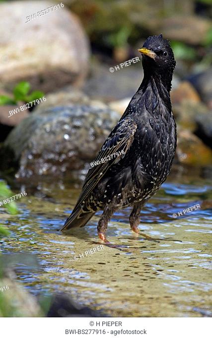 common starling Sturnus vulgaris, bathing, Germany