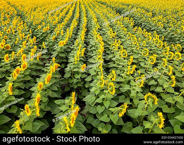 Aerial photography from flying drone to a wonderful field of sunflowers by summertime at sunset. Natural flowering background
