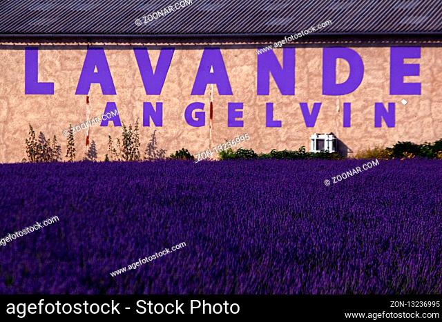 Lavande Angelvin, Plateau de Valensole, Frankreich - Lavande Angelvin, Plateau Valensole, France