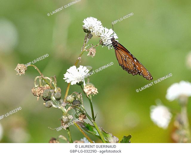 Insect, Butterfly-monarch, Pantanal, Mato Grosso do Sul, Brazil