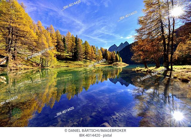 Sun and autumnally coloured larch trees reflected in lake Lei da Palpuogna, Albula Pass, Canton of Graubünden, Switzerland