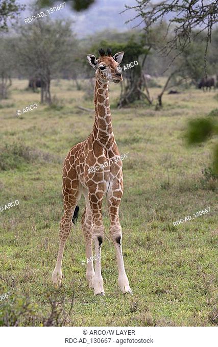 Young Rothschild's Giraffe Kenya Giraffa camelopardalis rothschildi