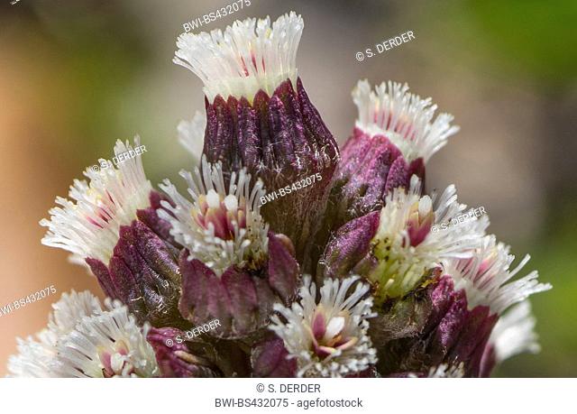 butterburr (Petasites hybridus), blooming, Germany, Bavaria, Oberbayern, Upper Bavaria