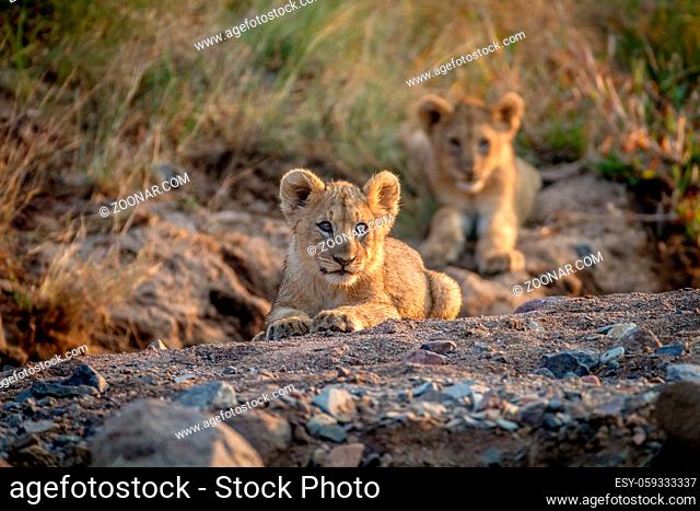 Two Lion cubs laying in a dry riverbed in the Pilanesberg National Park, South Africa