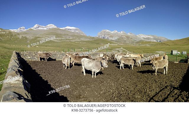 cercado de vacas, Llano Tripals, parque nacional de Ordesa y Monte Perdido, comarca del Sobrarbe, Huesca, Aragón, cordillera de los Pirineos, Spain