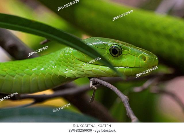 eastern green mamba, common mamba Dendroaspis angusticeps, creeping throught thicket