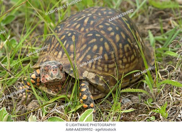 Ornate box turtle (Terrapene ornata ornata) Controlled conditions