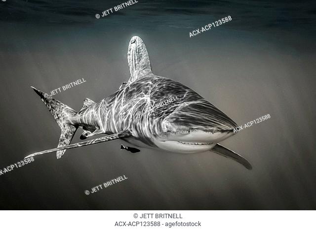 Oceanic whitetip shark, Carcharhinus longimanus, approximatley 7 miles offshore, Cat Island, Caribbean, Bahamas, Critically Endangered in the Northwest and...