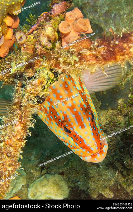 Coral Grouper, Coral Rock Cod, Cephalopholis miniata, Coral Reef, South Ari Atoll, Maldives, Indian Ocean, Asia